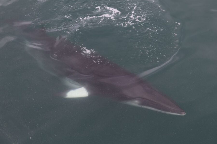 Reykjavik: Whale Watching Tour by RIB Boat - Why Faxaflói Bay is a smart choice for a Reykjavik whale watch