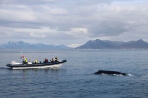 Reykjavik: Whale Watching Tour by RIB Boat - Meeting at Aegisgardur 5E: how check-in sets the tone