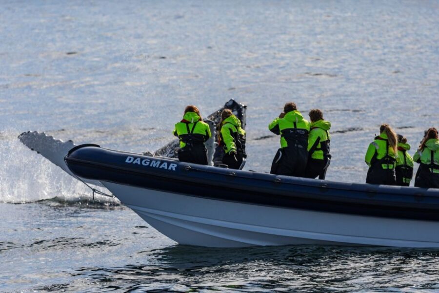 Reykjavik: Whale Watching Tour by RIB Boat - The RIB ride itself: 32 knots, real spray, and staying warm