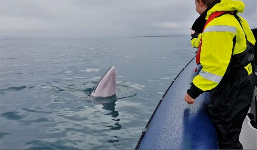 Reykjavik: Whale Watching Tour by RIB Boat - What happens once you’re out in Faxaflói Bay