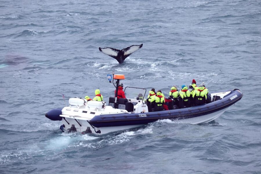 Reykjavik: Whale Watching Tour by RIB Boat - After the sea: Whales of Iceland Museum in Grandi Harbor