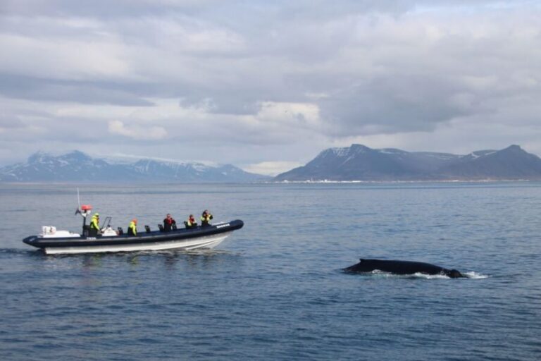 Reykjavik: Whale Watching Tour by RIB Boat - Meeting at Aegisgardur 5E: how check-in sets the tone