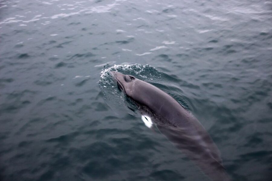 Reykjavik: Whale Watching Tour by RIB Boat - Value check: is $194 worth it for a 2-hour RIB tour?