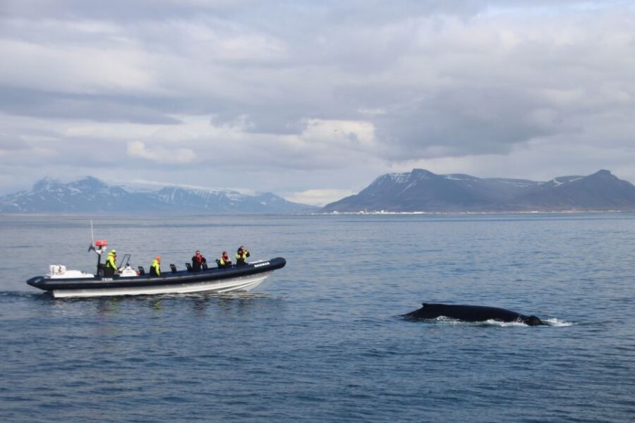 Reykjavik: Whale Watching Tour by RIB Boat - Meeting at Aegisgardur 5E: how check-in sets the tone