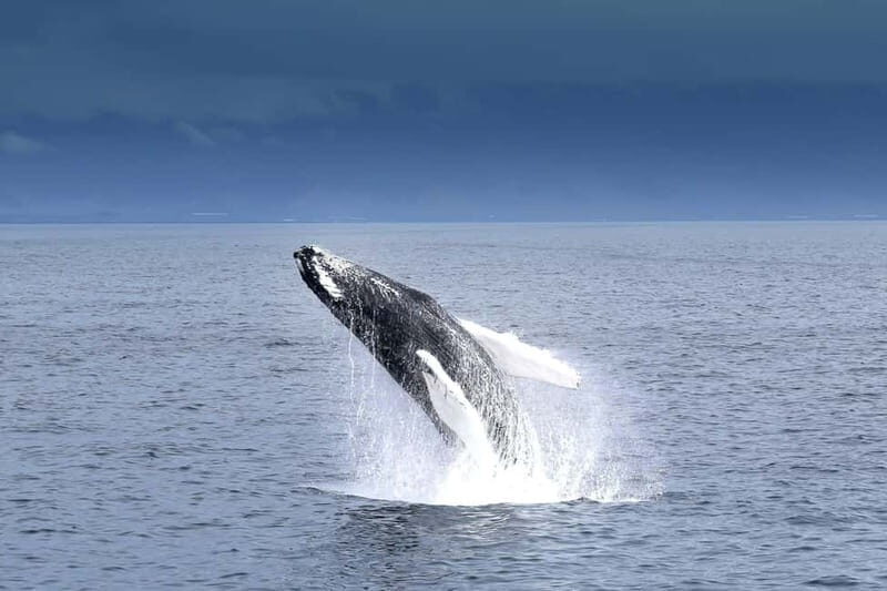 Reykjavik: Whale Watching Tour with Expert Guide - Entering Reykjavík’s Old Harbour: how the start sets the mood