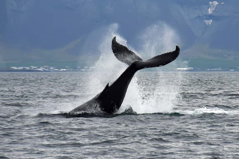 Reykjavik: Whale Watching Tour with Expert Guide - Faxaflói Bay whale search: what you can spot and how to look