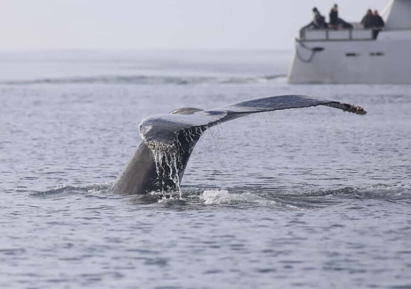 Reykjavik: Whale Watching Tour with Expert Guide - Warmth, snacks, and the small comfort wins you’ll feel