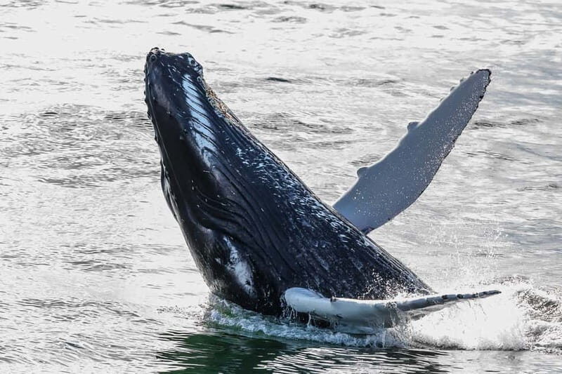 Reykjavik: Whale Watching Tour with Expert Guide - When weather turns: what you should expect and how the tour protects you