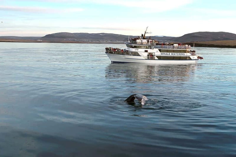 Reykjavik: Whale Watching Tour with Expert Guide - Andrea the largest whale-watching ship: comfort that changes everything