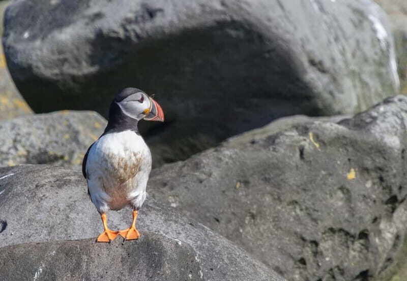Reykjavik: Whales and Puffins Express Cruise Combo Tour - Key Points You’ll Care About