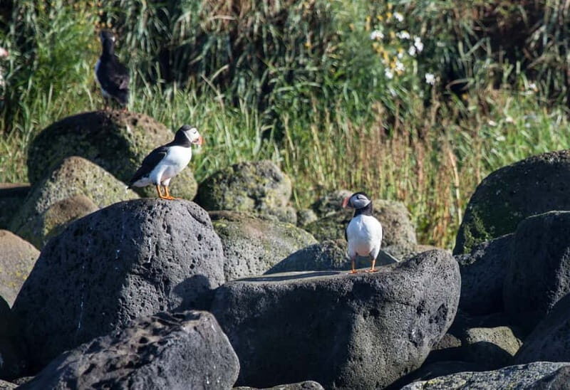 Reykjavik: Whales and Puffins Express Cruise Combo Tour - Should You Book This Reykjavík Whales and Puffins Cruise Combo?