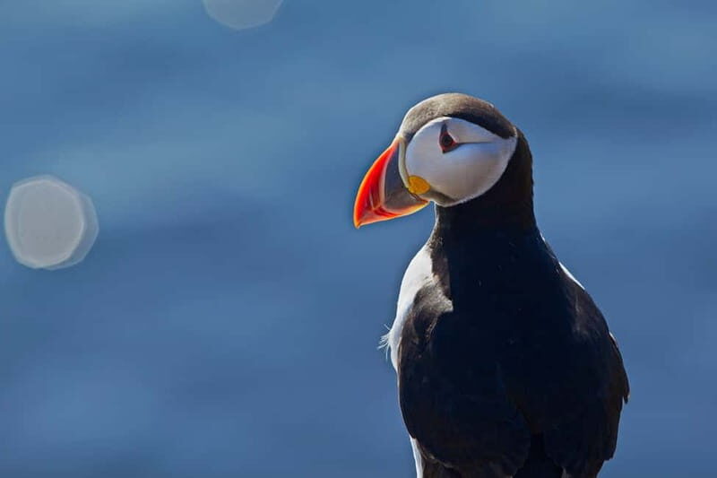 Reykjavik: Whales and Puffins Express Cruise Combo Tour - Old Harbor Start: How the Day Flows Between Two Tours