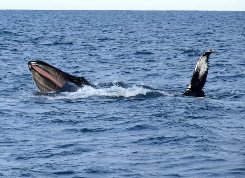 Reykjavik: Whales and Puffins Express Cruise Combo Tour - Express Whale Watching vs Classic: Choosing the Right Timing
