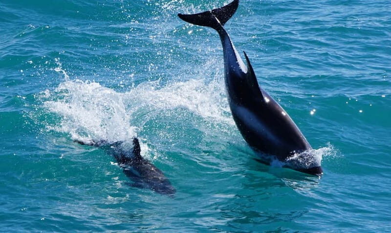 Reykjavik: Whales and Puffins Express Cruise Combo Tour - Wildlife Odds in Faxaflói Bay: What You Can Expect to See