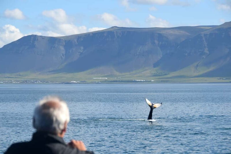 Reykjavik: Whales and Puffins Express Cruise Combo Tour - What to Wear and Bring: Staying Warm, Seeing More