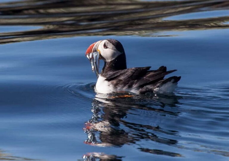 Reykjavik: Whales and Puffins Express Cruise Combo Tour - Old Skúli Puffin Express: Close to the Colony (Without Freezing)