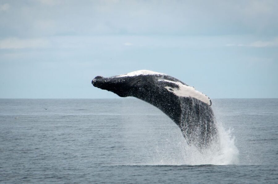 Reykjavik: Whales and Puffins Express Cruise Combo Tour - Price and Value: Is $148 a Good Deal?