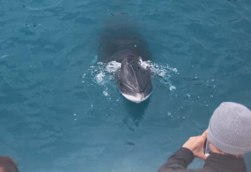 Reykjavik: Whales and Puffins Express Cruise Combo Tour - Who This Tour Fits Best (and Who Should Think Twice)