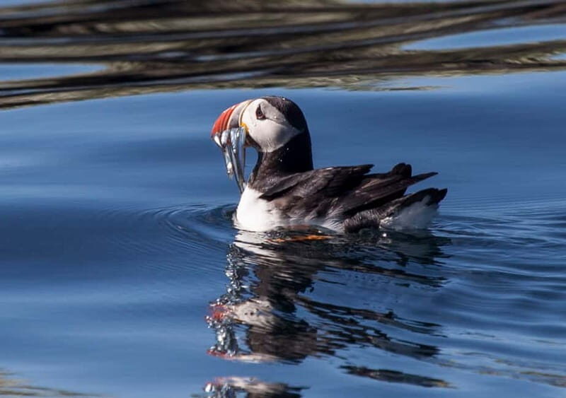 Reykjavik: Whales and Puffins Express Cruise Combo Tour - Old Skúli Puffin Express: Close to the Colony (Without Freezing)