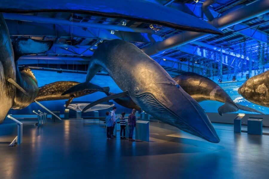 Reykjavik: Whales of Iceland Museum Entrance Ticket - What makes Whales of Iceland worth your time in Reykjavík