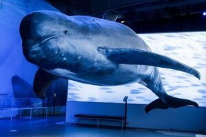 Reykjavik: Whales of Iceland Museum Entrance Ticket - Entering the main hall: life-size whales and real scale