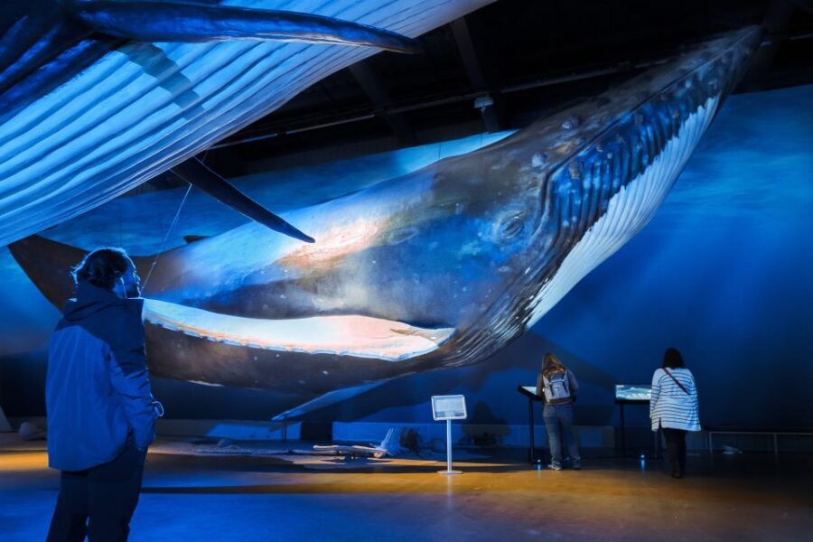 Reykjavik: Whales of Iceland Museum Entrance Ticket - Interactive exhibits: anatomy, behavior, and how whales actually work