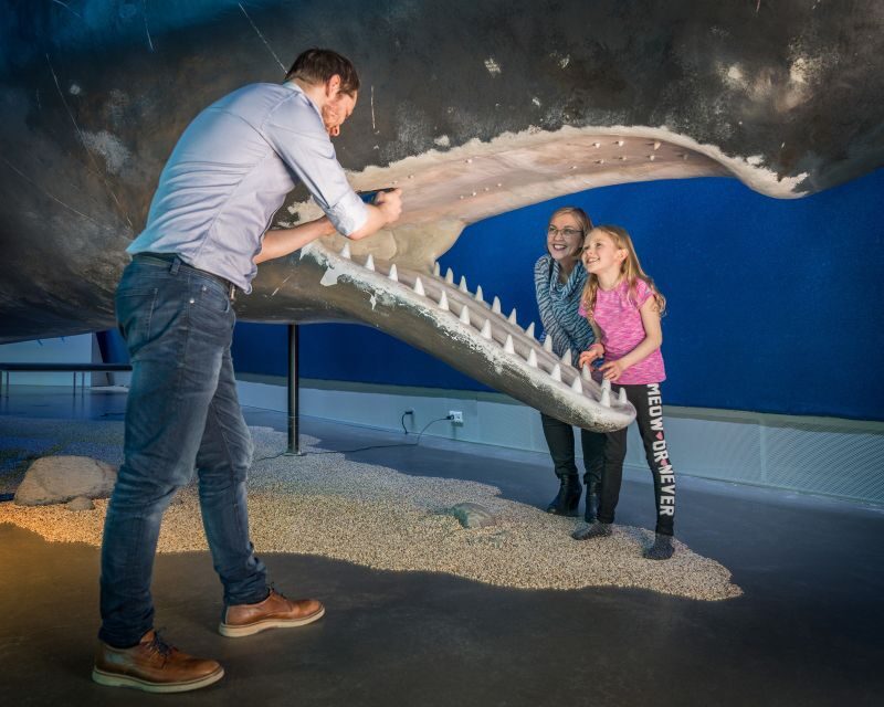 Reykjavik: Whales of Iceland Museum Entrance Ticket - Fin Whale Theatre: included documentaries that change the mood