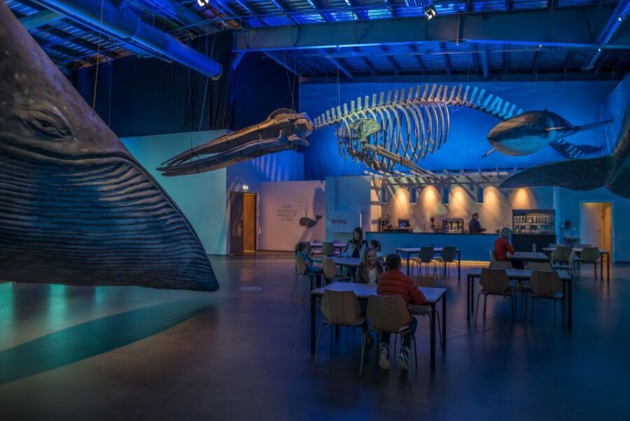 Reykjavik: Whales of Iceland Museum Entrance Ticket - Your self-paced path: the audio guide in 17 languages