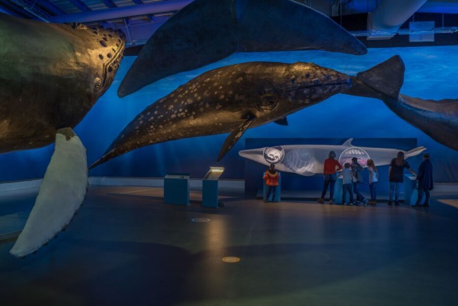 Reykjavik: Whales of Iceland Museum Entrance Ticket - Best way to plan your visit (especially if weather changes)