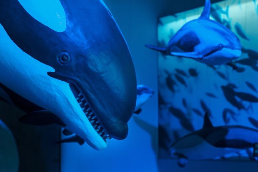 Reykjavik: Whales of Iceland Museum Entrance Ticket - Practical details you’ll want before you arrive