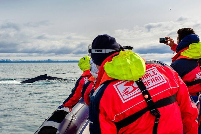 RIB Whale Watching Small-Group Boat Tour from Reykjavik - Entering Reykjavik’s RIB World: Old Harbour to Harpa views