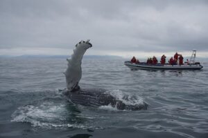 RIB Whale Watching Small-Group Boat Tour from Reykjavik - Why a small RIB (not a big whale boat) changes everything
