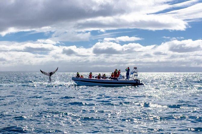 RIB Whale Watching Small-Group Boat Tour from Reykjavik - Guides, gear, and the small touches that matter