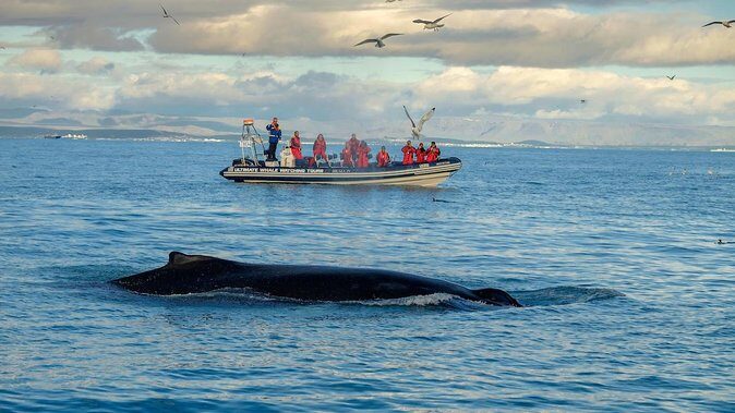 RIB Whale Watching Small-Group Boat Tour from Reykjavik - When things go wrong: weather, no-sightings, and comfort limits