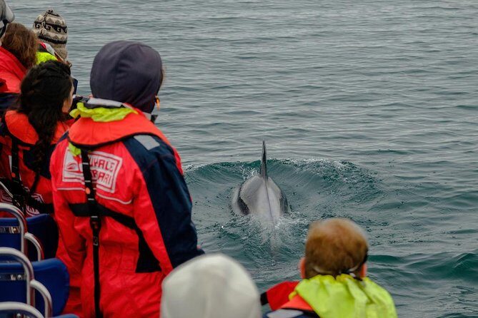 RIB Whale Watching Small-Group Boat Tour from Reykjavik - Price and value: is $208.09 a fair deal?
