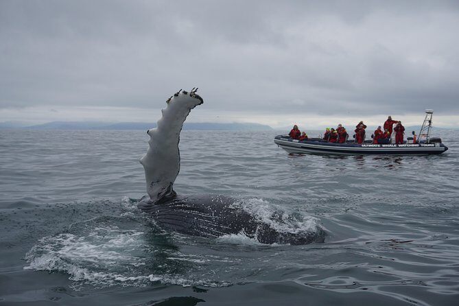 RIB Whale Watching Small-Group Boat Tour from Reykjavik - Why a small RIB (not a big whale boat) changes everything
