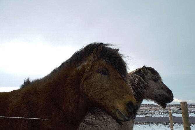 Small-Group Golden Circle Full-Day Tour from Reykjavik - Wi‑Fi on board: a tiny feature that actually helps