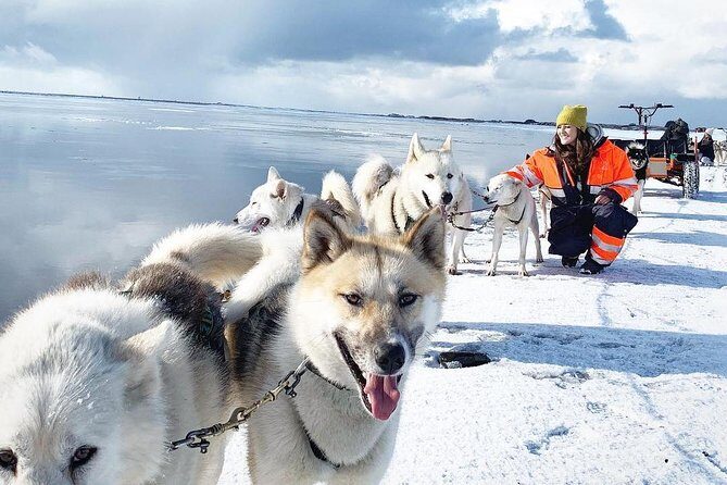 Small Group Husky Sledding Tour from Capital Region - First Look: What This Husky Sledding Tour Delivers
