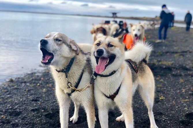 Small Group Husky Sledding Tour from Capital Region - What’s Included (and What You’ll Need to Bring)