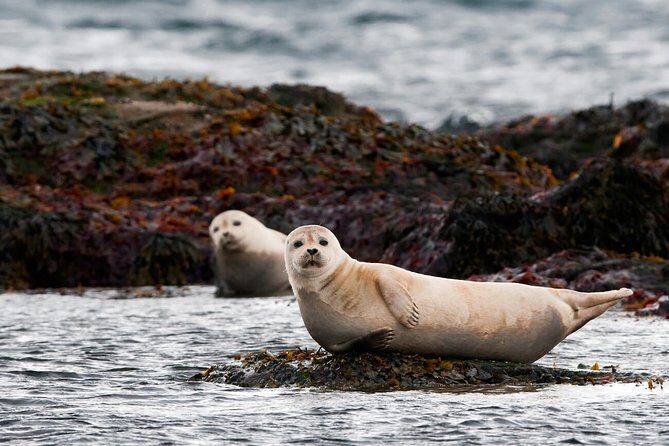Small-Group Snaefellsnes National Park Day Trip from Reykjavik - Pickup Timing That Actually Matters (And the Easiest Way to Avoid Stress)