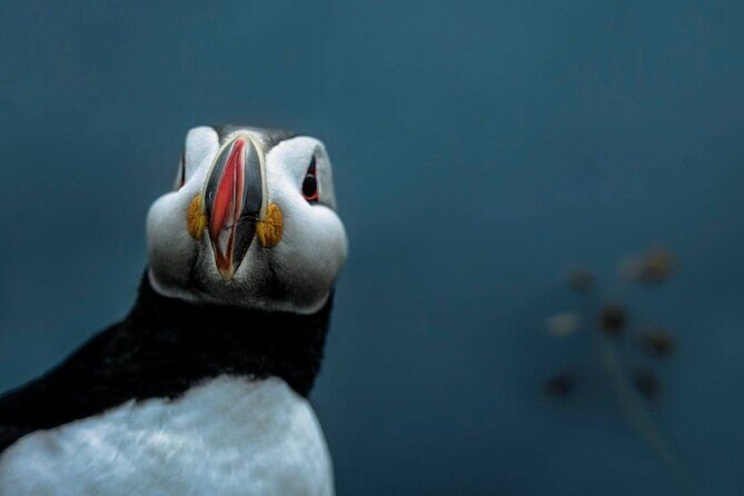 South Coast Sagas: Small Group Tour with Pick-up from Reykjavik - Sólheimajökull Glacier Stop Without the Hike