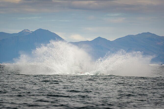 Speedboat Whale Watching Small-Group Tour in Reykjavik - Sun Voyager: get your Reykjavik bearings from the water