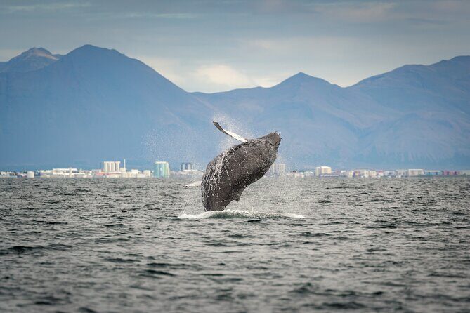 Speedboat Whale Watching Small-Group Tour in Reykjavik - Harpa Concert Hall: the best kind of city sightseeing