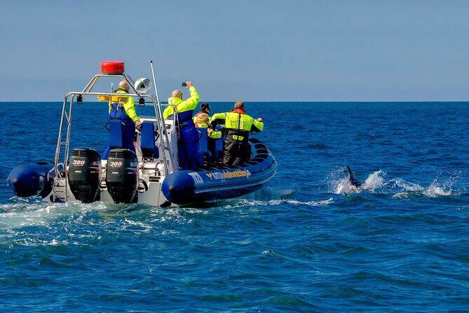 Speedboat Whale Watching Small-Group Tour in Reykjavik - The whale-watching run: fast movement + a small crew mindset