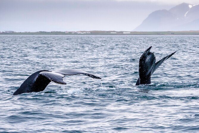 Speedboat Whale Watching Small-Group Tour in Reykjavik - Wildlife you can realistically hope for