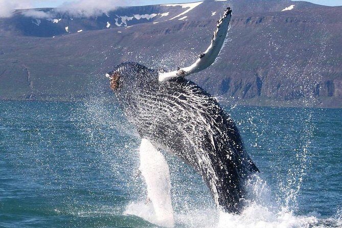Speedboat Whale Watching Small-Group Tour in Reykjavik - Gear that keeps you warm and dry (and what to bring anyway)