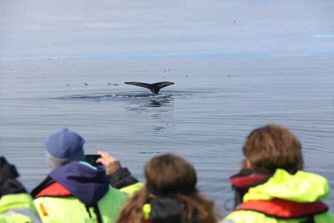 Speedboat Whale Watching Small-Group Tour in Reykjavik - The ride feel: thrilling, bouncy, and easy to understand
