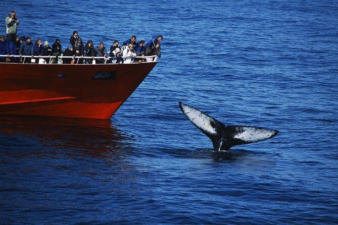 The Original Classic Whale Watching from Reykjavik - Key hits before you go