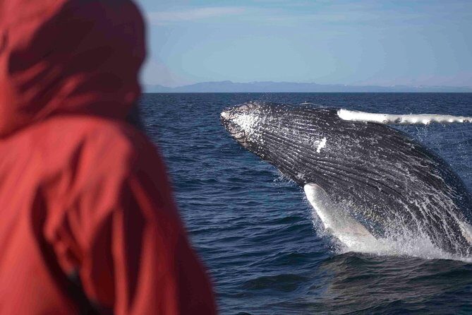 The Original Classic Whale Watching from Reykjavik - Why the Faxaflói whale cruise feels like value