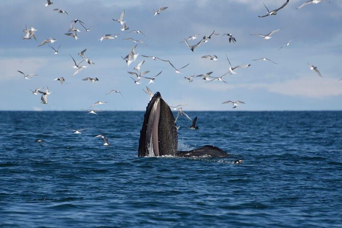 The Original Classic Whale Watching from Reykjavik - What you do on the water: Faxaflói Bay search time